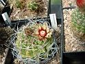 Gymnocalycium spec.